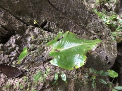 Monophyllaea glauca
