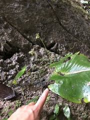 Monophyllaea glauca