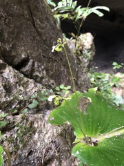 Monophyllaea glauca