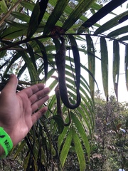 Nepenthes faizaliana