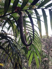 Nepenthes faizaliana