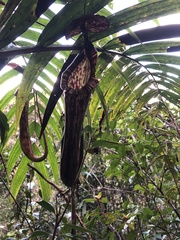 Nepenthes faizaliana