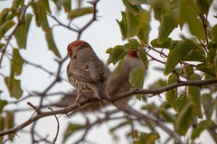 Amadina erythrocephala