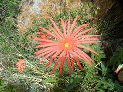 Gerbera jamesonii