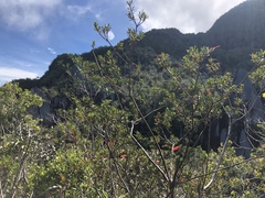 Rhododendron cuneifolium cuneifolium