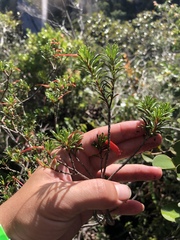 Rhododendron cuneifolium cuneifolium