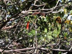 Rhododendron cuneifolium cuneifolium