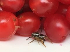 Pelegrina flavipes