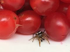 Pelegrina flavipes