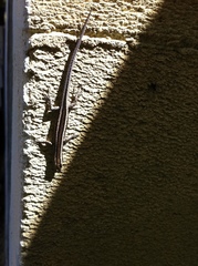 Cryptoblepharus pulcher pulcher