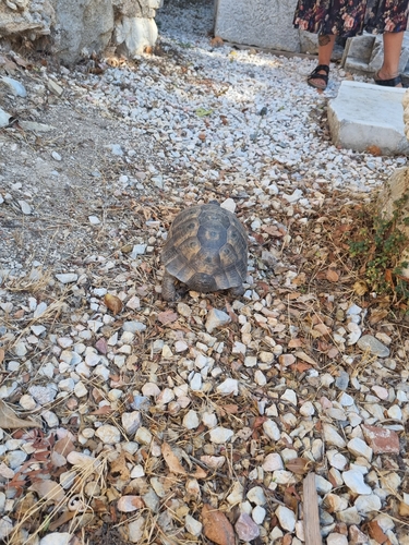 Testudo graeca ibera