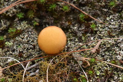 Chalciporus pseudorubinellus