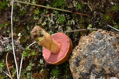 Chalciporus pseudorubinellus