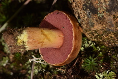 Chalciporus pseudorubinellus
