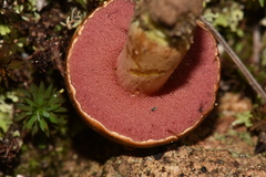 Chalciporus pseudorubinellus