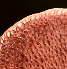 Chalciporus pseudorubinellus