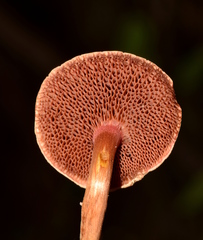 Chalciporus pseudorubinellus
