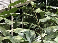 Dendrelaphis formosus