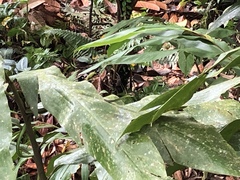 Dendrelaphis formosus