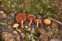 Chalciporus pseudorubinellus