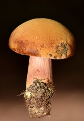 Chalciporus pseudorubinellus