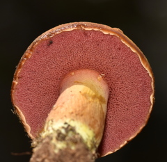 Chalciporus pseudorubinellus