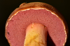 Chalciporus pseudorubinellus