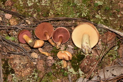 Chalciporus pseudorubinellus