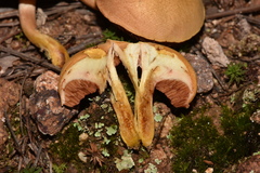 Chalciporus pseudorubinellus