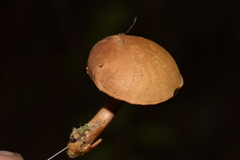 Chalciporus pseudorubinellus