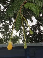 Parkia speciosa