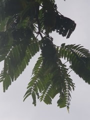 Parkia speciosa
