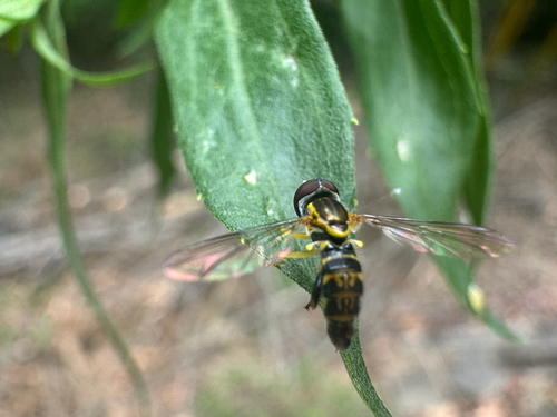 Unknown species found near N Karyn Ave, Fayetteville, AR, US