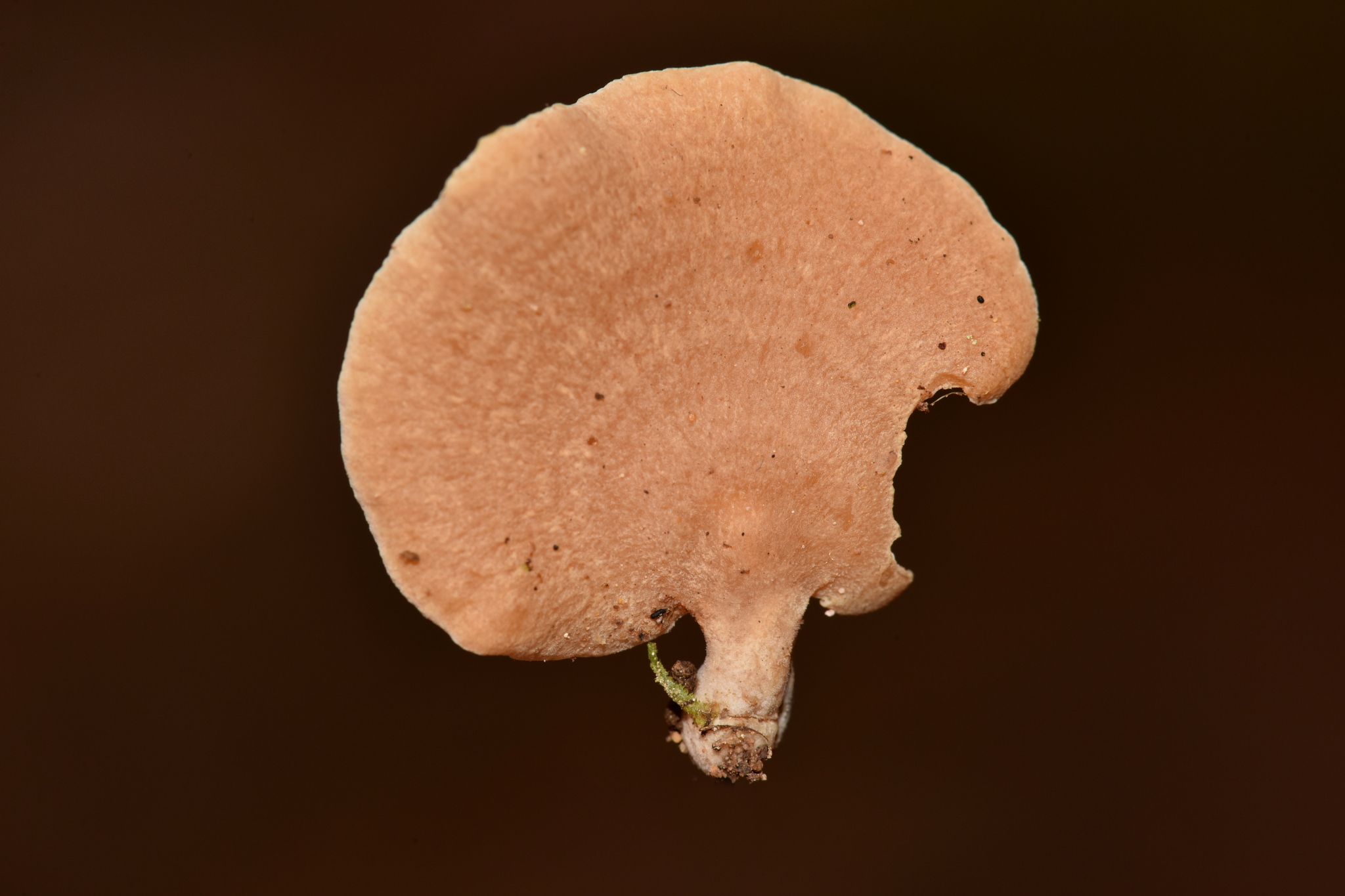 Panellus pusillus image