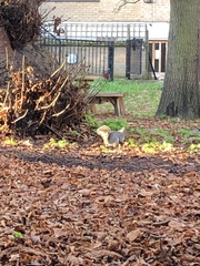 Sciurus carolinensis