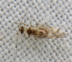 Graphopsocus
