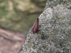 Eoscarta
