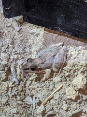 Litoria pallida
