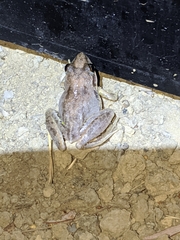Litoria pallida