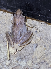 Litoria pallida