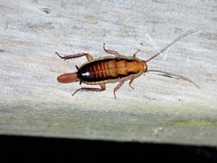 Drymaplaneta heydeniana
