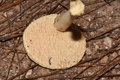 Hydnum albidum