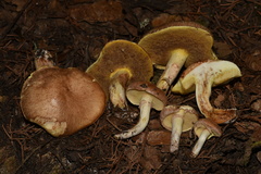 Suillus occidentalis