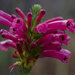 Erica abietina atrorosea - Photo 由 Hamish Robertson 所上傳的 (c) Hamish Robertson，保留部份權利CC BY-NC