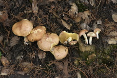 Suillus occidentalis