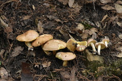 Suillus occidentalis