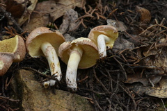 Suillus occidentalis