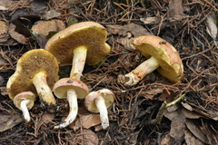 Suillus occidentalis