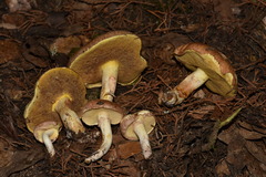 Suillus occidentalis