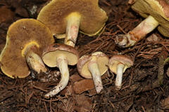 Suillus occidentalis